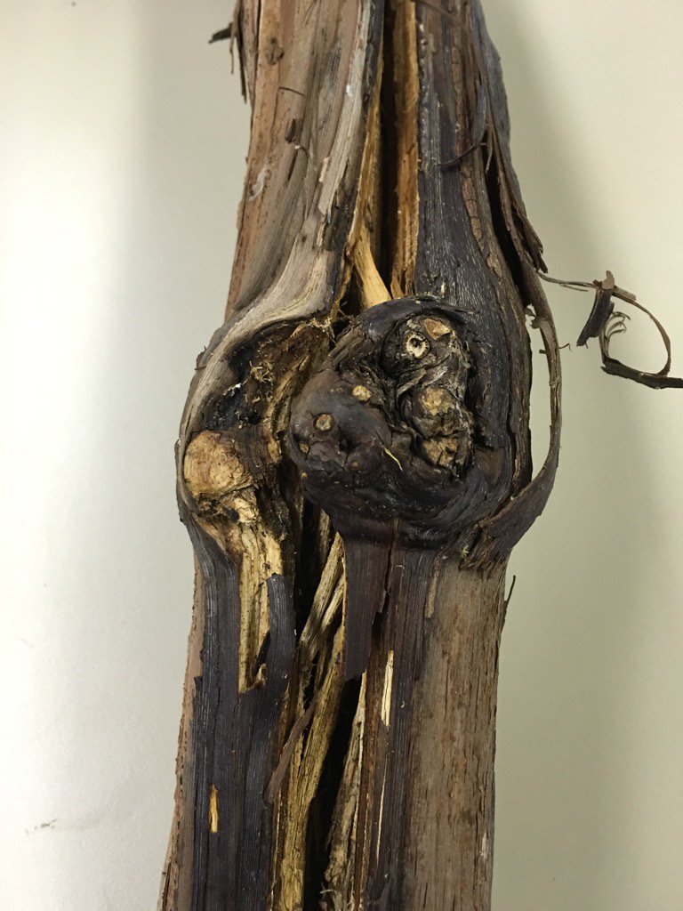 DaWinemaker's tweet photo. A warm Dec. + a drop to 11 degrees after Xmas = split trunks. #flxwine #wine #grapes https://t.co/k0EVNmnNYn
