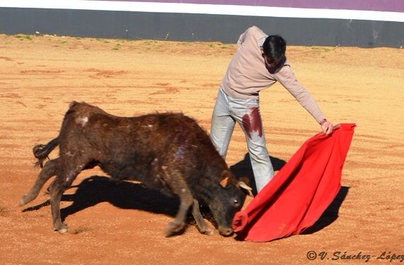 torocharro's tweet photo. Mañana de tentadero en @pedrazadyeltes con @EsauFernandez @JimenezFortes @AMarcos6 https://t.co/TnVf3h6WFp