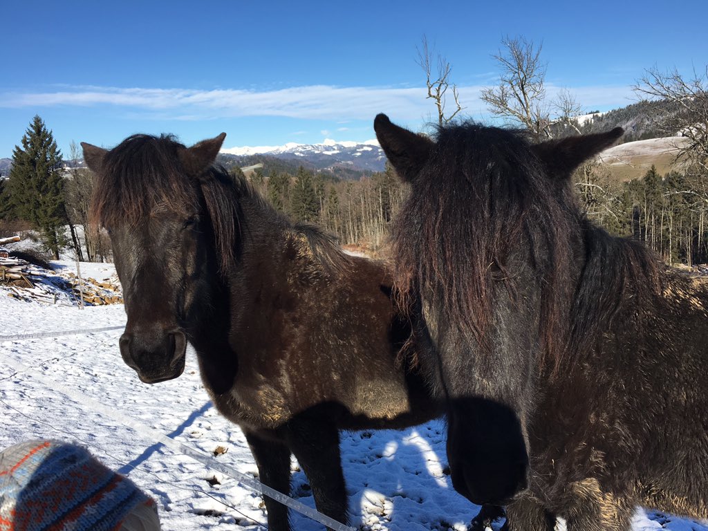 Don't blame us, the mud just jumped right on us! ;) #bbk #bosnianmountainhorse #endangeredbreed