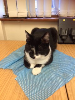Glos_Police's tweet photo. This black &amp; white fellow has decided to visit Coleford Police Station! Please call 01452 753815 if he's yours 😸 https://t.co/E3v66Dcroy