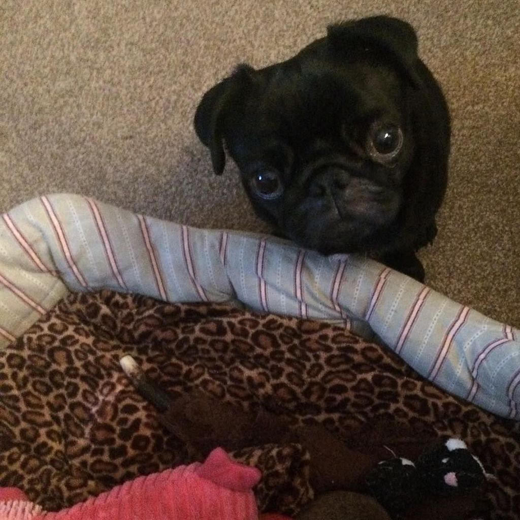 Puglee_Pug's tweet photo. Biddy begging! Pug Love! #biddy egging #pugs #puglove #pugslife #biddyrules #biddygorgeous #dogs #dogslife by pugsm… https://t.co/a3PVWxoAEB