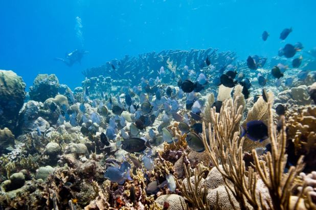 shedd_aquarium's tweet photo. Lab-grown coral may give reefs a fighting chance @SECORE_coral via @washingtonpost https://t.co/JI0s9KMLQm https://t.co/xEUpgQBOi4