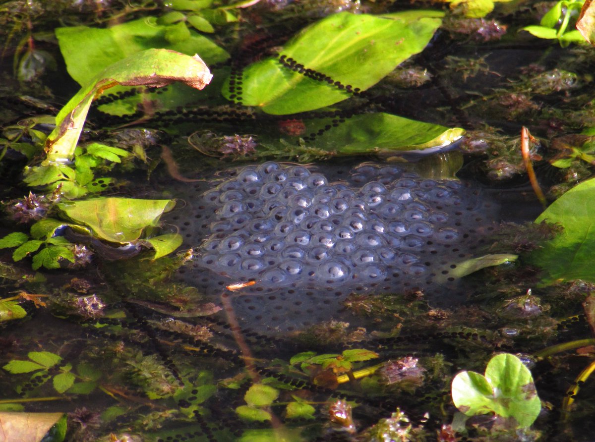 frogmortin's tweet photo. Frogspawn (and simultaneous Toadspawn) today in St Andrews Park, Bristol @froglifers @bristolparks https://t.co/nmXV1yvmF9