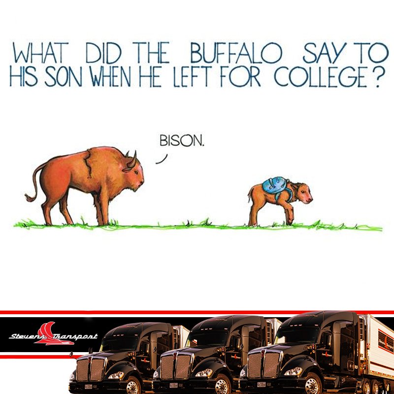 buffalo meme