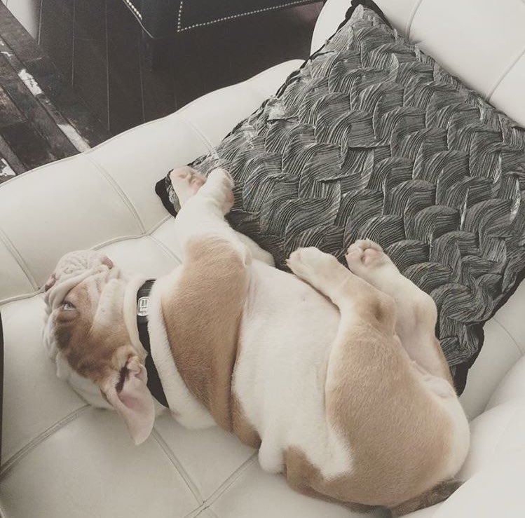 Go ahead and relax 🐶. (IG: tuco_namnam) #NewNovotel