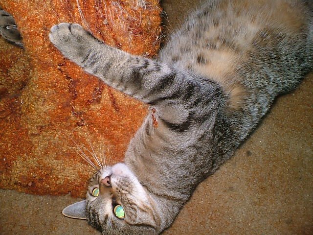 CrackForKitty's tweet image. Benny high on #CrackForKitty #Catnip.