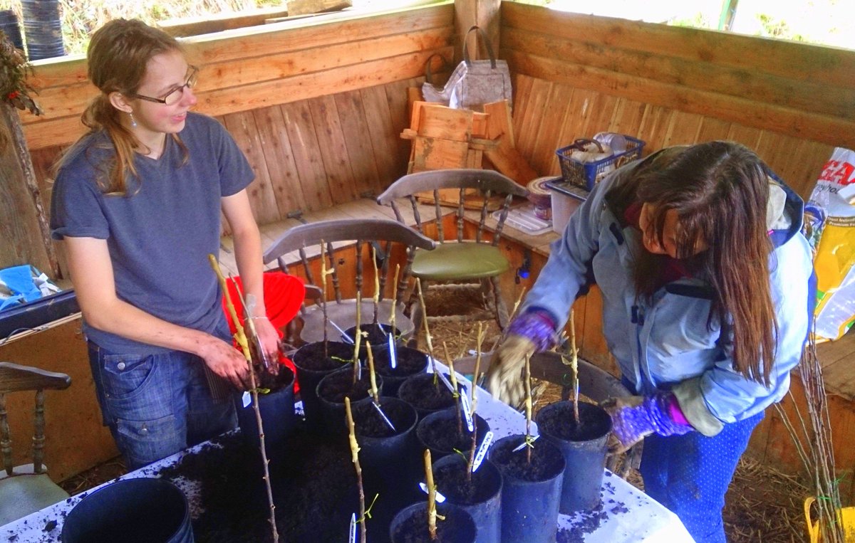 CoedenFachTrees's tweet photo. Here's Naomi and Heather potting up our apple tree grafts today. Well done team!!! #orchards https://t.co/zAwP5govWz