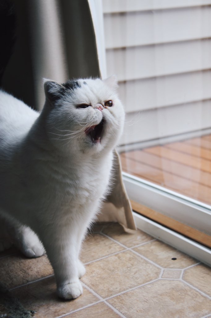 SWEATshirtDRESS's tweet photo. Happy #twitterweek, @catsofinstagram! 🐈✨ https://t.co/L0wWSeFIwn