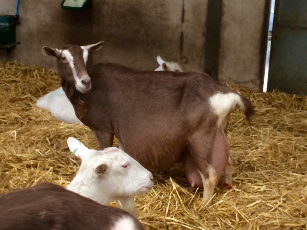 hillfarmdairy's tweet photo. Margaret talking to her kids - she had quads a few hours later.  And so the kidding season, and the cheese, begins. https://t.co/Drk04ac2kt
