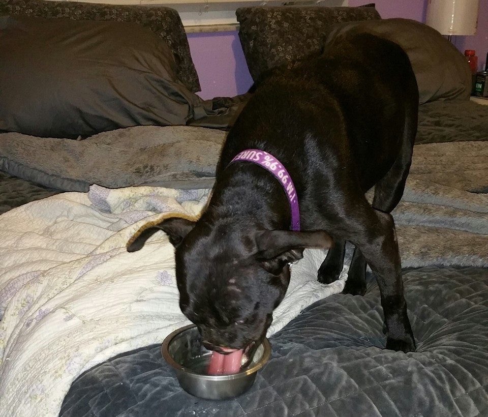 Khalessi has to up her fluid intake &amp; <a href="/vosswater/">Voss Water</a> is the only thing she'll drink!  Picky little diva 😒😜