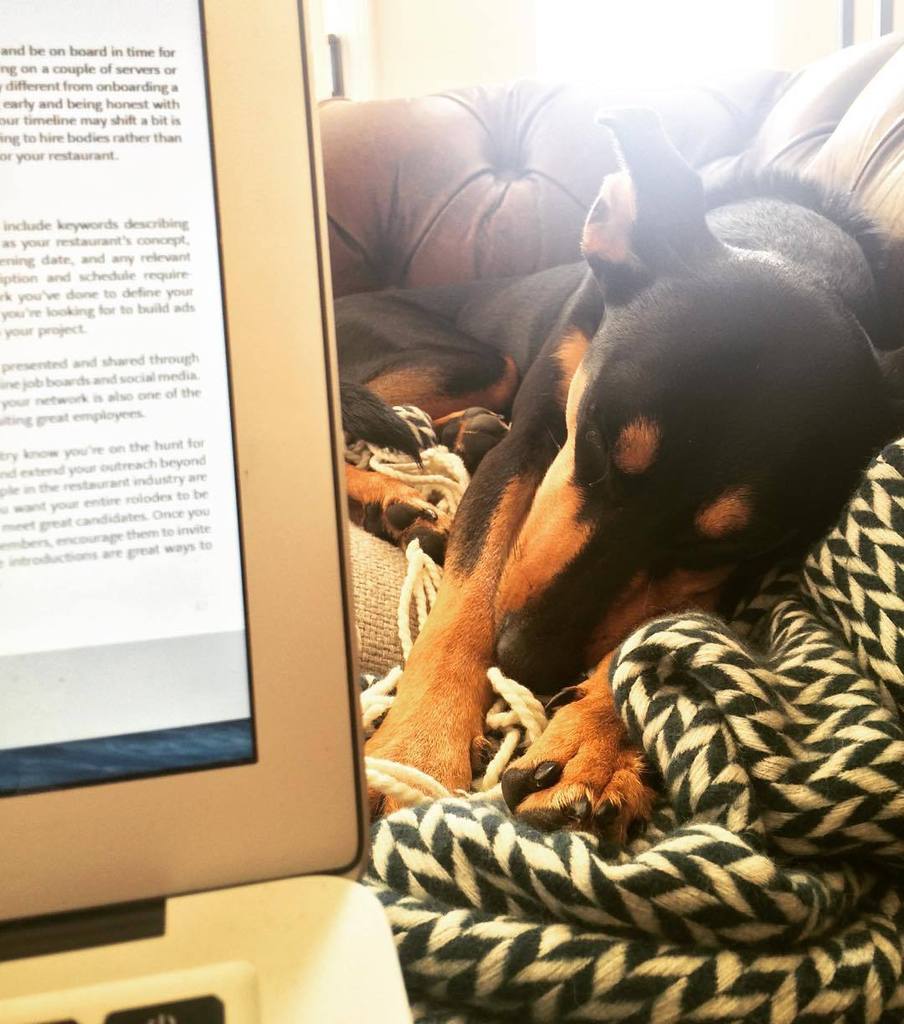 My assistant copy editor: asleep on the job. Typical. #pia #🐶😴