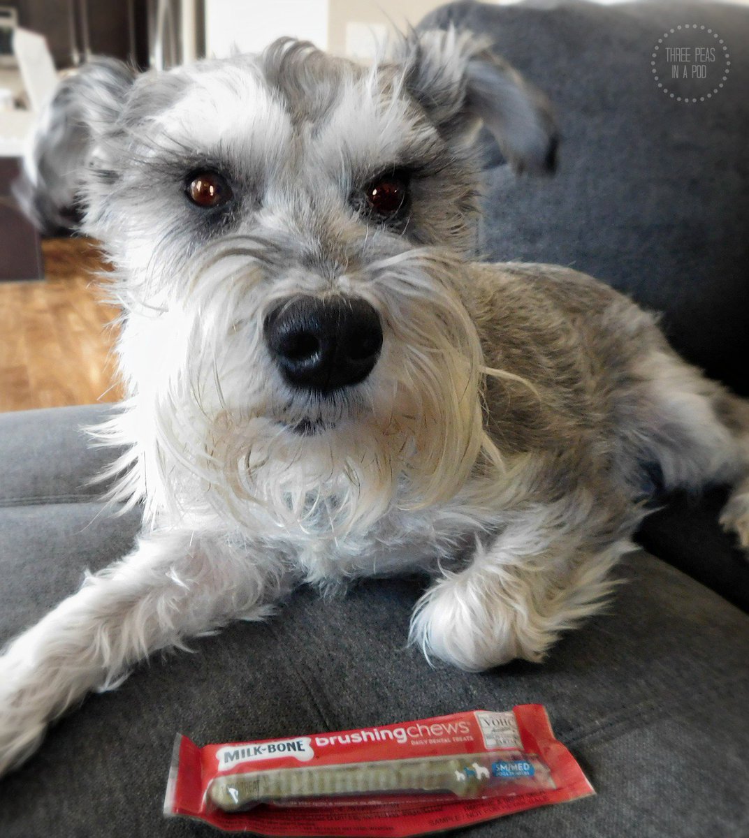 ThreePeas's tweet photo. @MilkBone You &amp; your family are striving to be healthier but what about your dog? https://t.co/qKFXblcA9X https://t.co/1cUqtohzHd