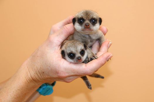 everysingletim3's tweet photo. Zoo Welcomes A Pair Of Baby Meerkats For The First Time In Seven Years – Read More - https://t.co/LaOpxaiNSm https://t.co/qQInWwH9OS