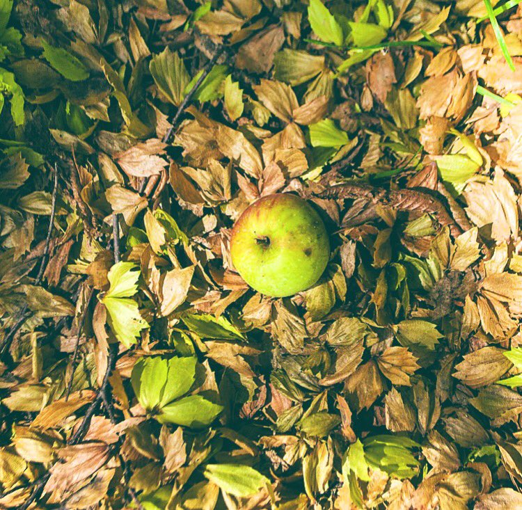 pao_lorenzana's tweet photo. #somethingreen #apple #nature https://t.co/H4vy4ArmCq