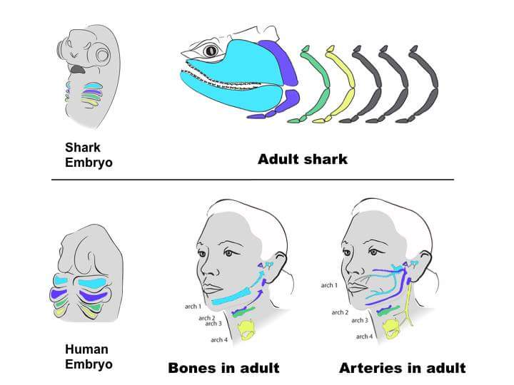ATHE1STP0WER's tweet image. . #EvolutionIsAFact