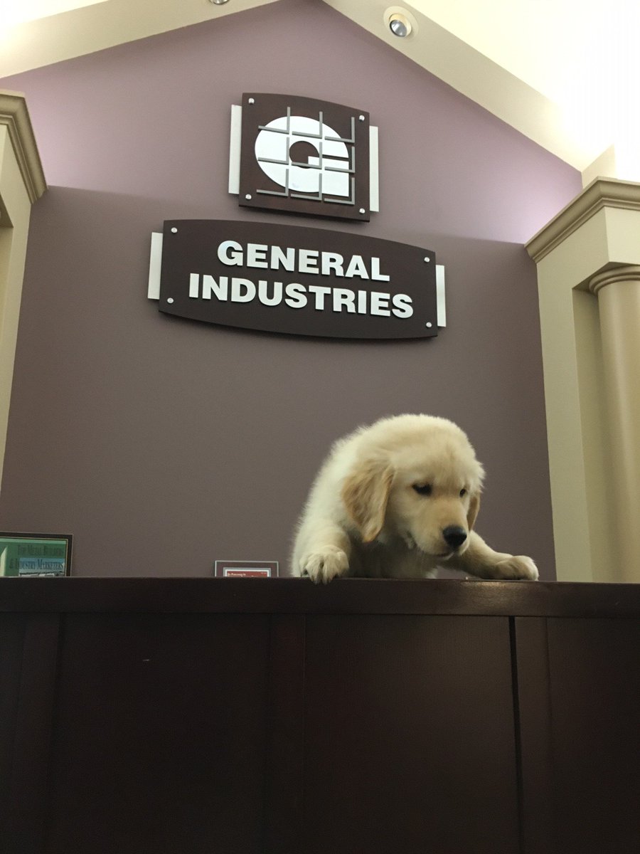 GIconstruction's tweet image. Working with our furry friend into the night!

#GoldenRetriever