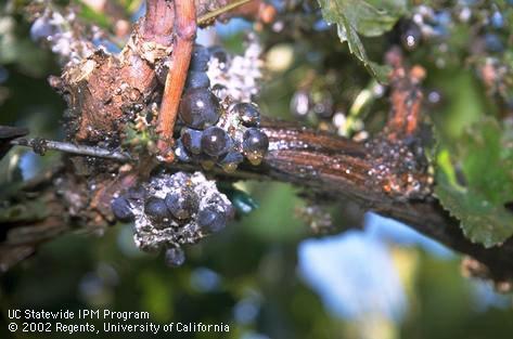 El Nino Could Bring Vine Mealybug Relief agnetwest.com/2016/02/04/vin… <a href="/UCIPM/">UC Statewide IPM Program</a> #ElNino #grapegrowers #California