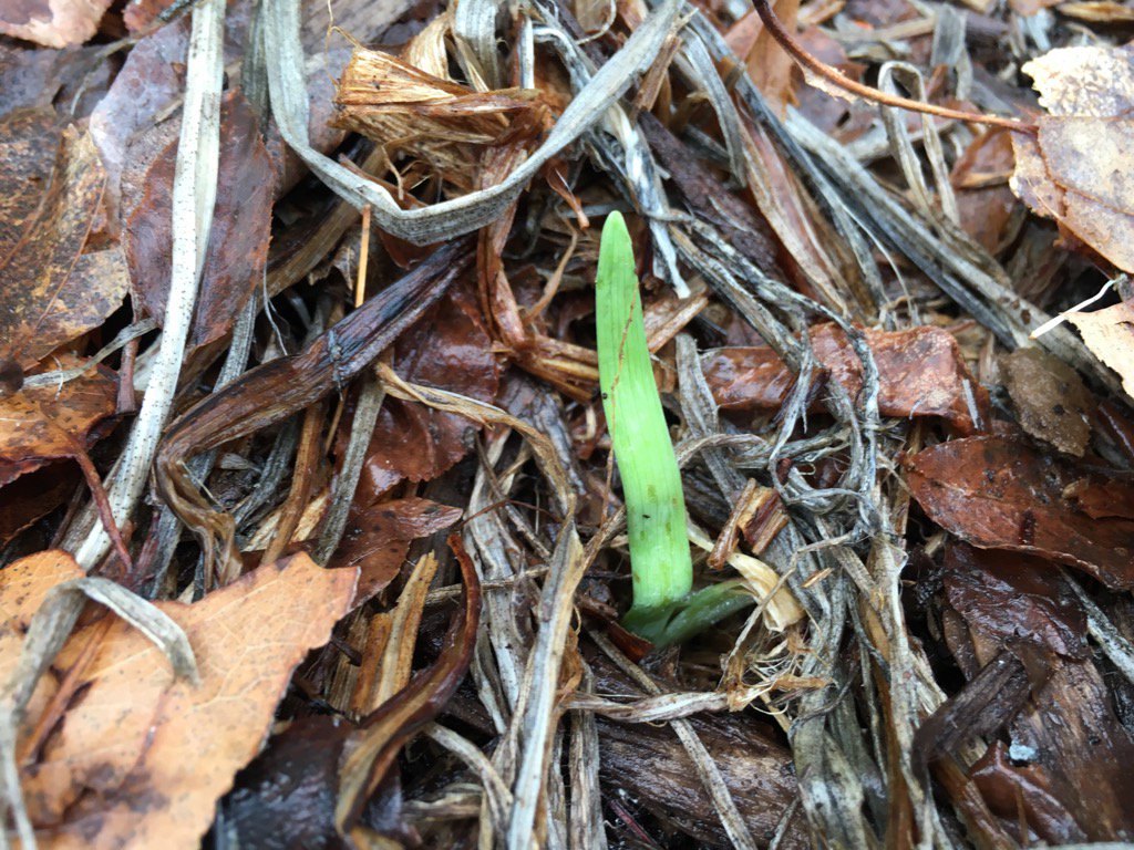 ajpostnews's tweet image. Go back in the ground little flower, don't be fooled... #ItsStillWinter #NotSpringYet