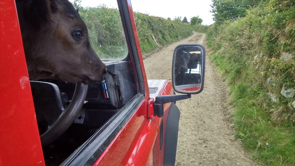 daniels_philip's tweet image. @GlanbiaAgri #springsnaps #Raheenarranherd