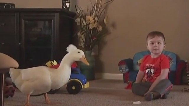 NoticiasCaracol's tweet photo. No solo el perro, el pato también puede ser el mejor amigo del hombre https://t.co/4ihUIF2ZT1 https://t.co/ouMziQBUIu