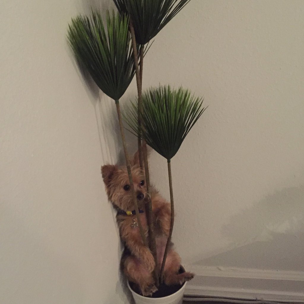 itsNickBateman's tweet photo. My dog thinks he is a hide and seek pro ..... https://t.co/ZdbGH6oOsf