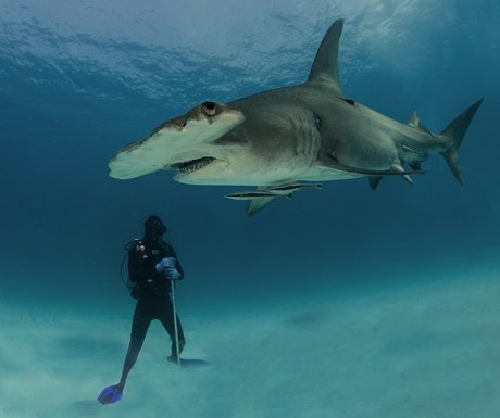 luxurytravel's tweet image. Photograph of the week: Close encounter with a great hammerhead shark - A Luxury Travel Blog bit.ly/1UHQ8pw