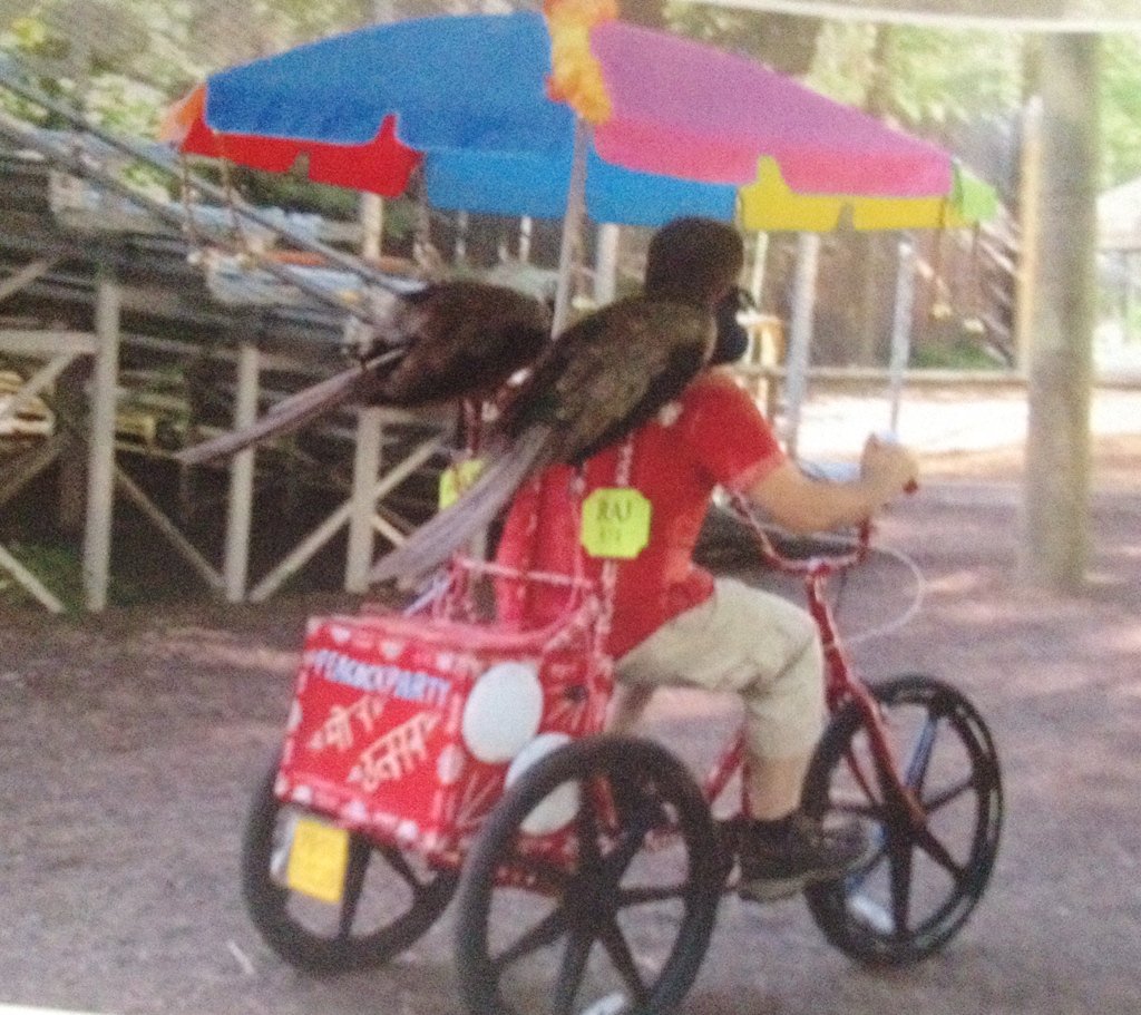 Have you met our trained peacocks yet? #peacock #peafowl King's Birds Zoological