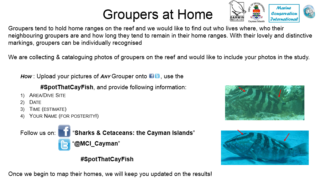 MCI_Cayman's tweet photo. We are launching the Darwin Plus - MCI-DoE - Citizen Science programmes! Using photo-id to #SpotThatCayFish https://t.co/IBe7KYtBEJ