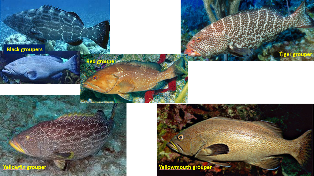 MCI_Cayman's tweet photo. #SpotThatCayFish https://t.co/zzyB7Ovw9z