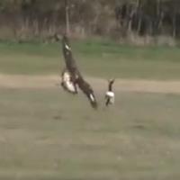 HuntingLocator's tweet photo. #Hunting Deer with Eagles is a Real Thing in Hungary

#HuntingNews #Hunters #HuntingLocator

https://t.co/FpQVV8usLT https://t.co/XR1Rwlfm2Z