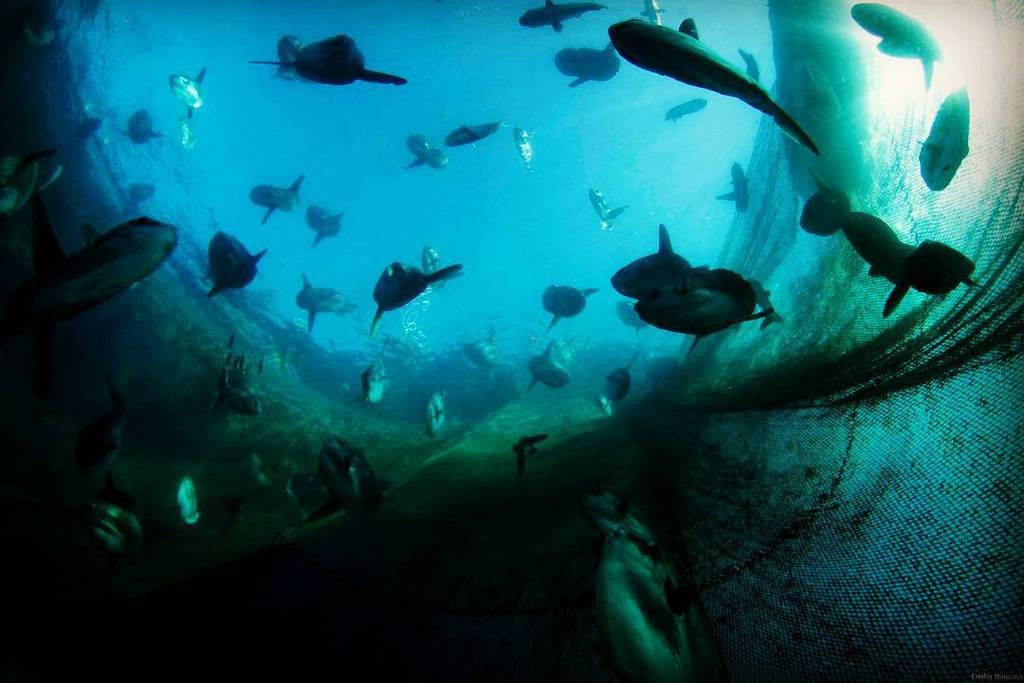 camogligram's tweet photo. Camogli: e i ricordi di oggi portano a volare con i #pesciluna #sunfish #molamola nella #tonnarella #camogli #zigue… https://t.co/rPrDDtqutV