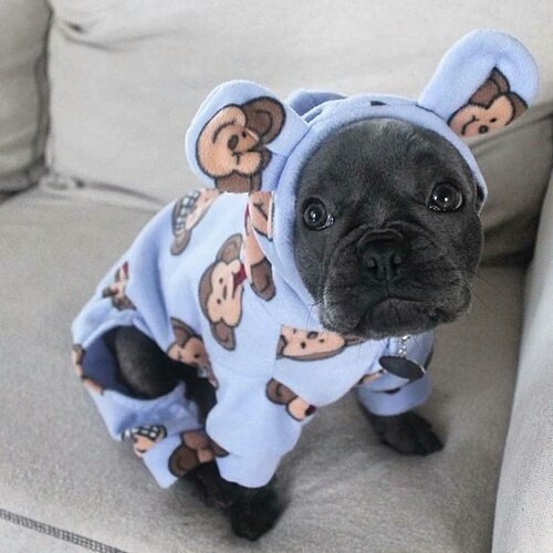 itsadorabledogs's tweet photo. 😊 https://t.co/NDGH8erIA1
