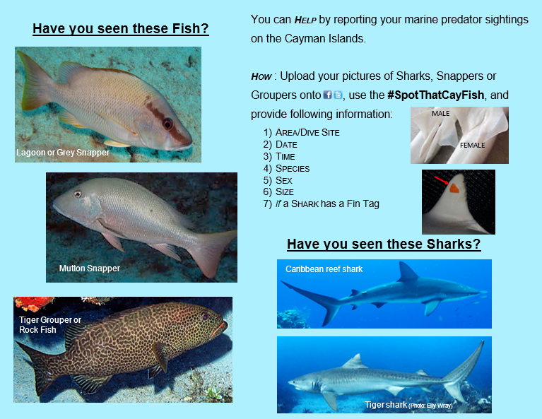 MCI_Cayman's tweet photo. #SpotThatCayFish https://t.co/To3HtxYlUY