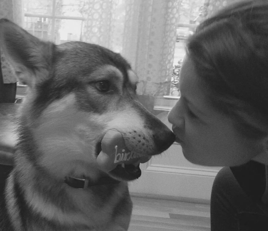 HalcyonTamaskan's tweet photo. Birthday Treats & Kisses
#Tamaskan #tamaskandog #kiss #birthday #love #dog #im2 #dogbirth… https://t.co/bHxu9PrfSF https://t.co/uhNCtnDLli