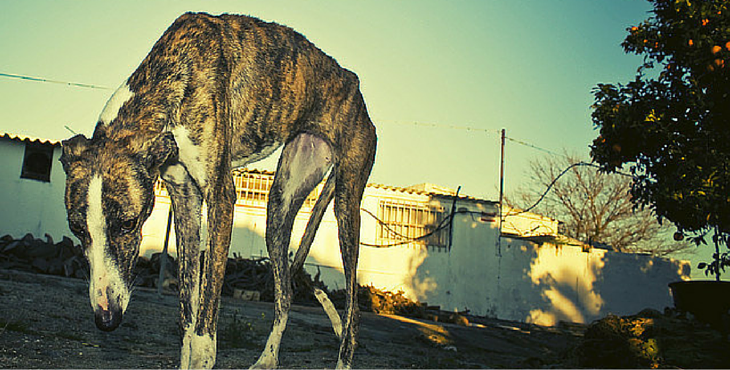 JohnConnorMBE's tweet photo. 50,000 #Greyhounds about 2B killed #Spain #BoycottSpain #disposabledogs #Shame @PETAUK @peta https://t.co/9sPZ6Me5Ip https://t.co/mE2IFkbOpT