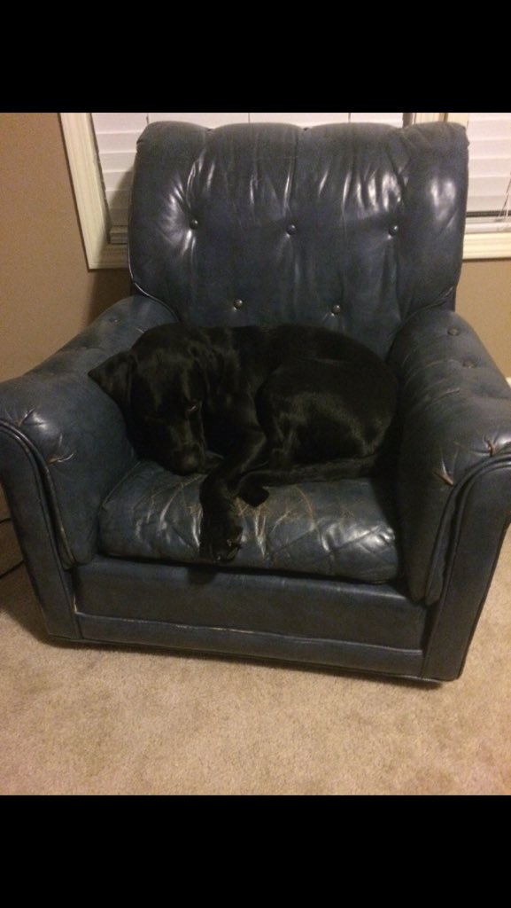 DextersaurusRex's tweet image. Life is ruff 🐶🐾