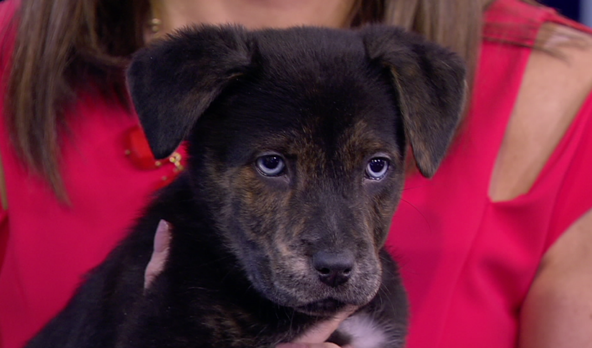 newyorklivetv's tweet photo. Our weekly #NYLPetProject is puppy therapy day in our studio! https://t.co/qDLGgyVwAn https://t.co/uiaJODngMT