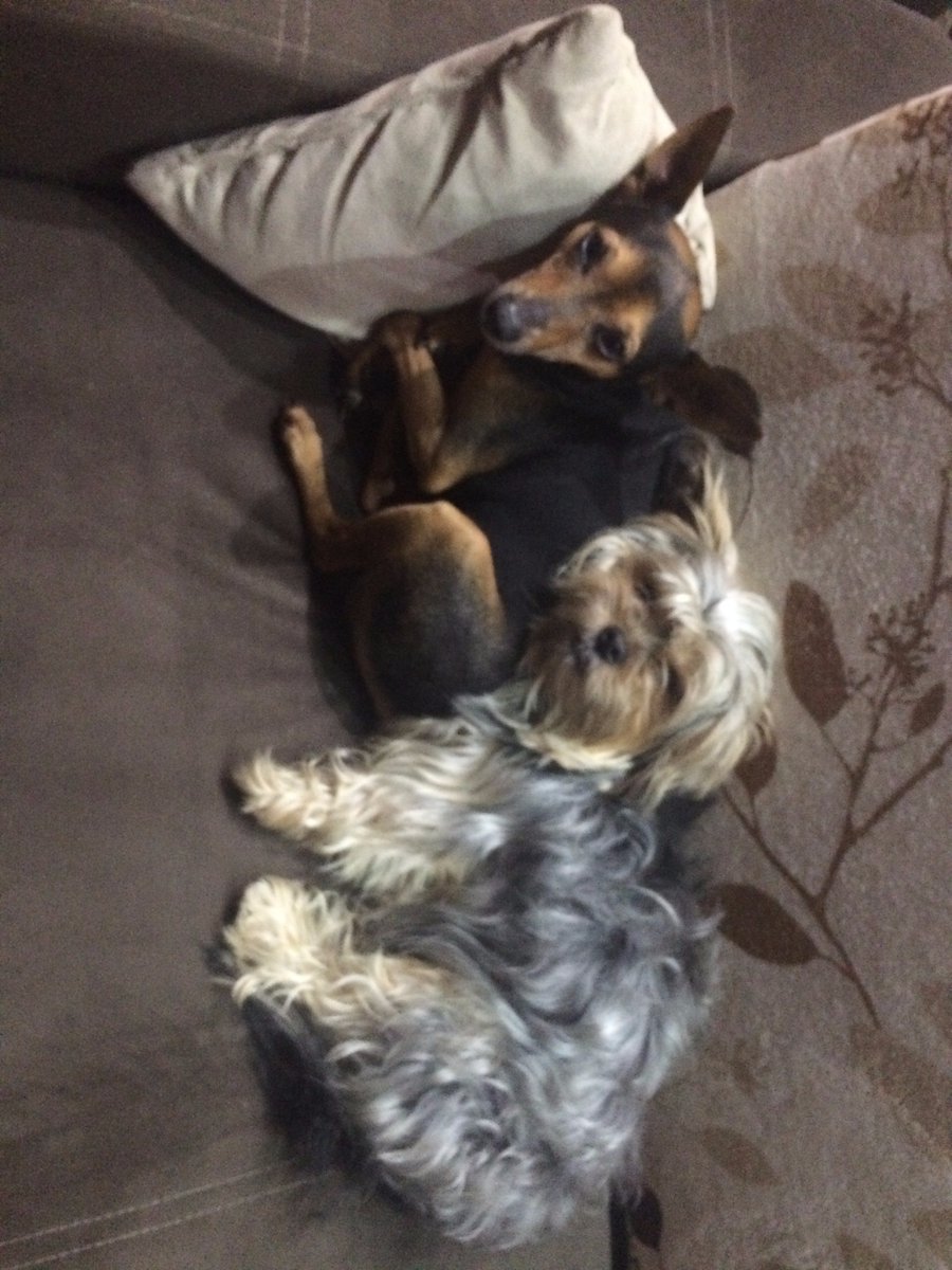 kbrazert's tweet photo. Laziness.. 
#dogs #lazy #sleep #Thursday #pets https://t.co/WQ1vh2NTNH