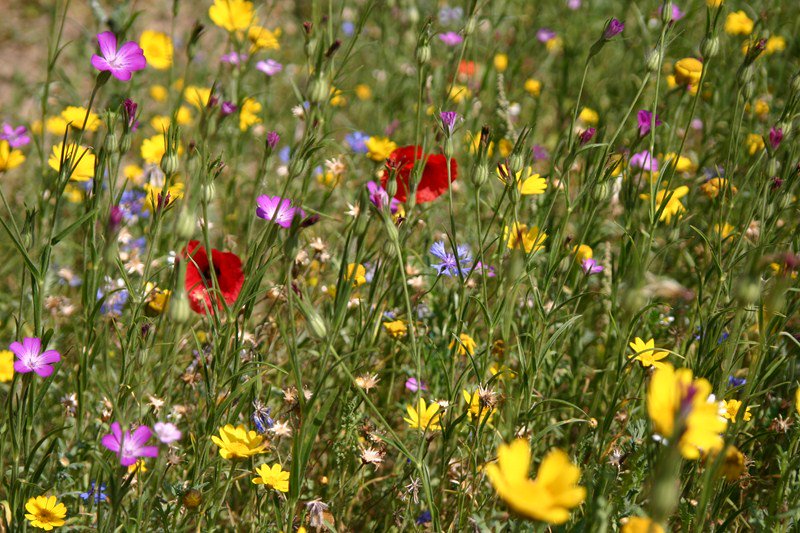 We're giving away 5 special seed packs - choose your #FAVS &amp; RT to enter #FreebieFriday meadowinmygarden.co.uk/mini-meadows