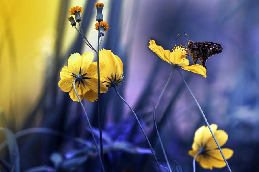 Clic