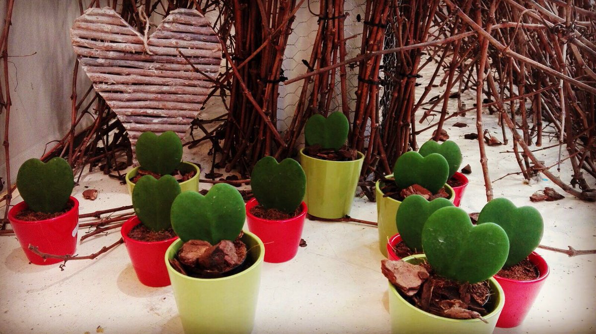 Aquest diumenge obrim!
#decora #planta #guarneix 
#comerçlocal 
#vilafranca
#LoveIsInTheAir 
#diumengesproductius