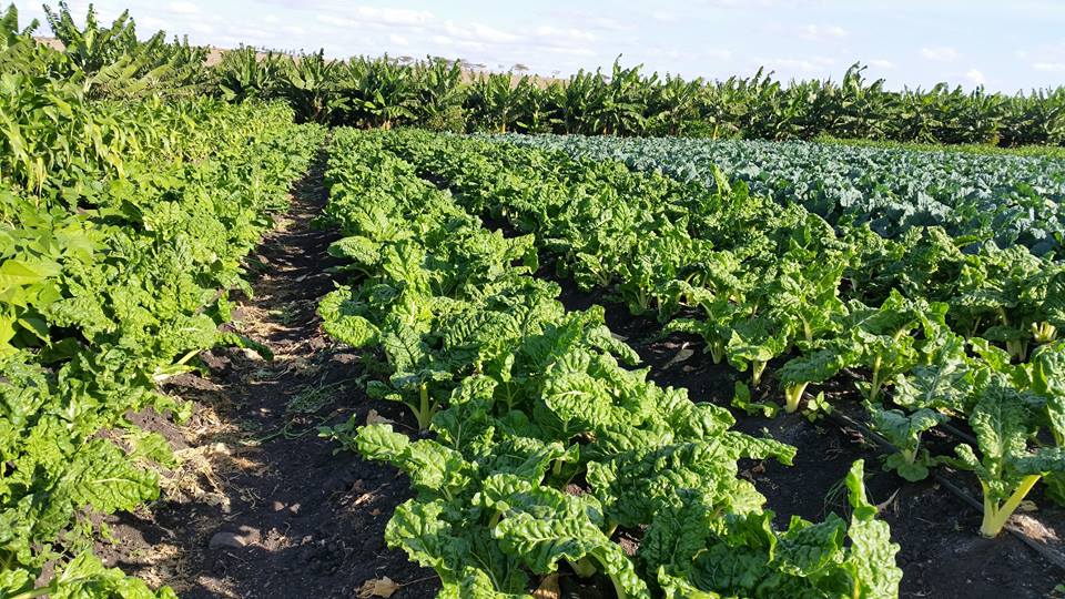 waithash's tweet image. The guys at @kitchensoko are doing a great job. Get Quality Veggies from a reliable source kitchensoko.com