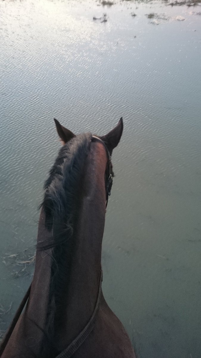 SWShowjumping's tweet image. #wetsuit #armbands needed!  ☔