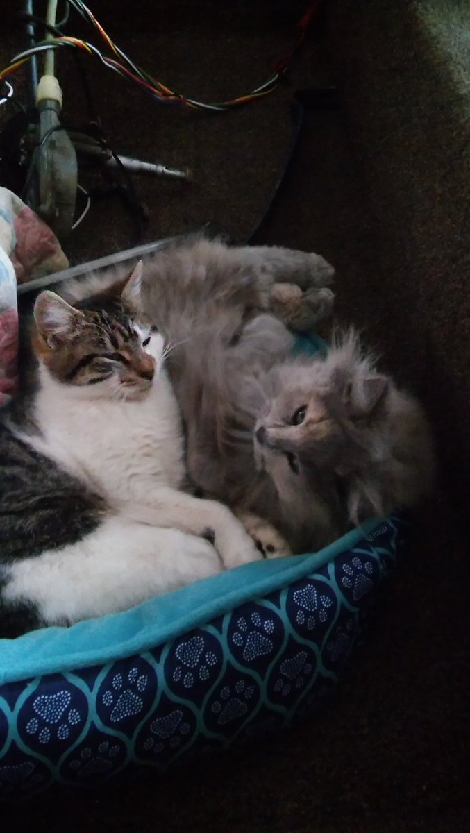 kelldoll_101's tweet photo. @ka1mcgraw i've got two kitties out here with me. They frequently stare me down when i am doing my homework. https://t.co/kKX4NkmJ8F