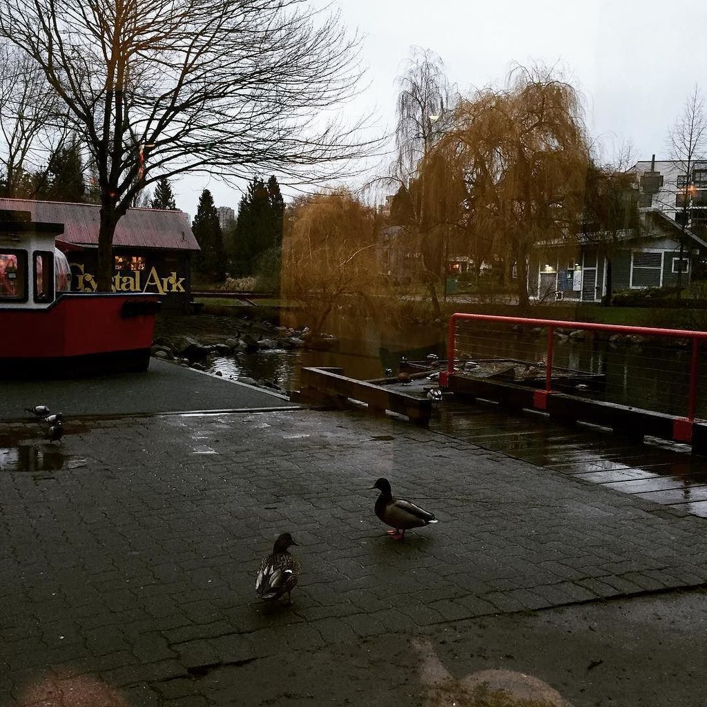 nancykenny's tweet photo. Just hanging with some ducks. #Vancouver #rain #rainy #day #nobreadforyou #carbsarebad https://t.co/1gm5mkNMuA https://t.co/2V89uqUx1j
