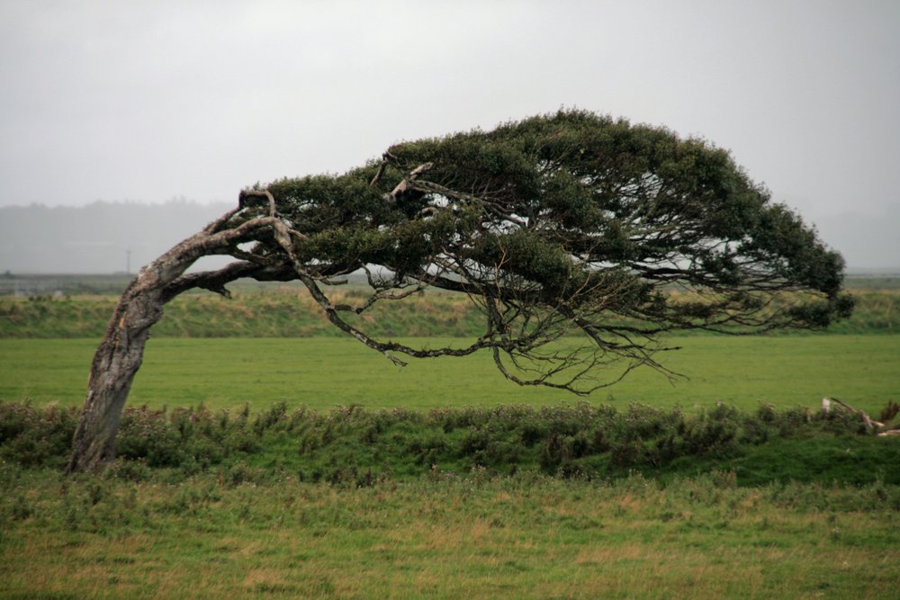 zesty_altenergy's tweet photo. Engineers Devise a Way to Harvest Wind Energy from Trees https://t.co/tpAYuZviCF #renewable #energy #green https://t.co/4iwXlxoqeD