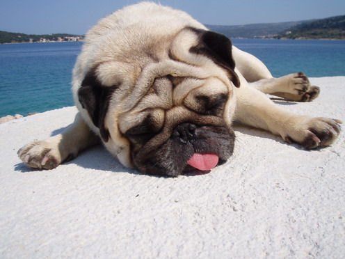 julcaezzz's tweet photo. Now that Brutus is dead... Resting level: pug #rip #restinparadise #StillRelaxinN'EatinButAlsoSleepin #caesartweets https://t.co/jxmCQHYmaF