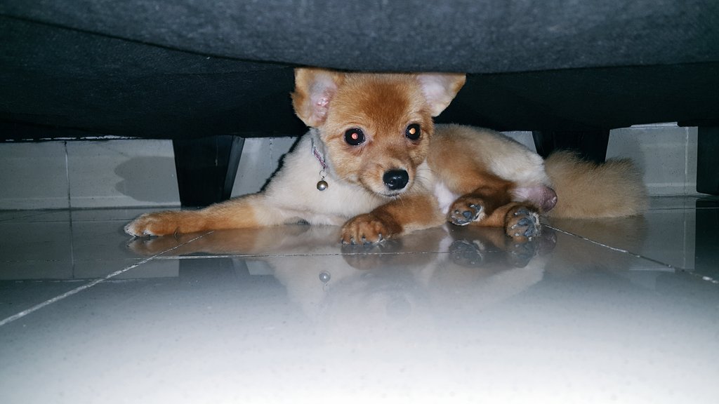 shanju's tweet photo. Siapa ya itu ngumpet di bawah kolong? https://t.co/u9X0vjxY5C