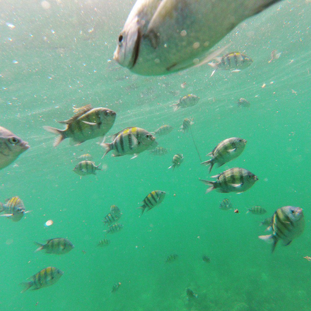 divingintotheB's tweet photo. #underthesea love in #Thailand https://t.co/mNuWihA6JC
