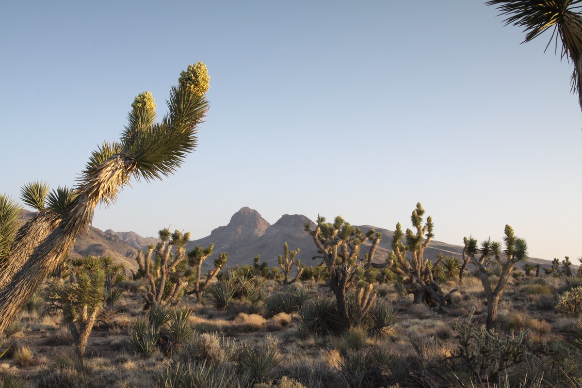 #BREAKING! <a href="/POTUS/">President Donald J. Trump</a> to designate Castle Mtns, Sand to Snow, and Mojave Trails #MonumentsForAll parkb.it/1mvZmJx